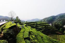 湖北英山县茶叶基地
