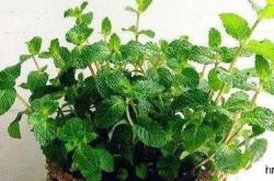 茶树叶如何制茶