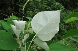 油茶叶片品种有哪些种类