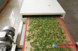 茶叶泡水后晒干还能喝不