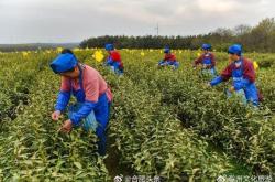 天气对采茶叶的影响大吗