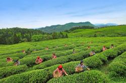 丰顺县茶叶产值排行榜最新