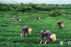种茶政府有补贴吗