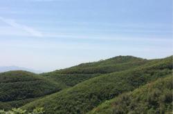 平浪镇茶叶山海拔多少米