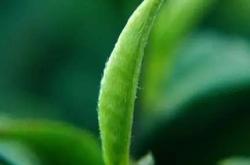 茶叶有哪些保健作用