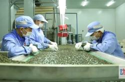 马鞍山茶叶出口哪里比较多