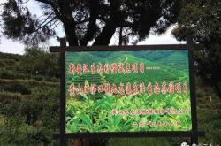 黄山区茶叶批发市场
