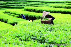中国茶叶和印度相比