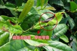 知福茶叶价格