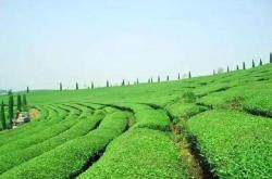故乡的茶楼