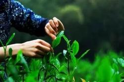 茶叶必须现摘现炒嘛为什么