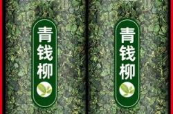 金钱柳千年古树茶