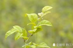 茶叶里的金叶子是什么东西