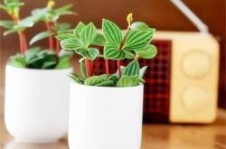 泡过的茶叶可以用来种花吗