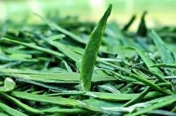 雀舌茶叶多少钱一斤最好的