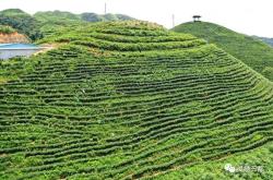 德良茶叶种植场在哪里