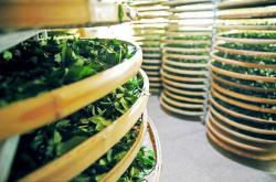 为什么要给茶叶烘干呢视频