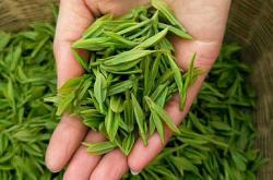 甘肃康县茶叶价格图片