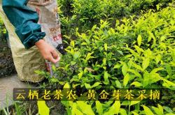 最好的黄金芽茶叶价格