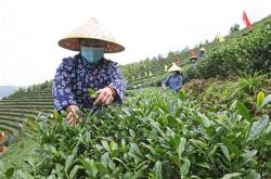 采摘新茶视频大全