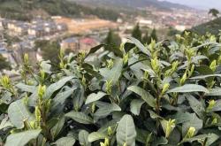漳州龙井茶叶厂商电话