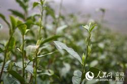 蝠牌茶叶大湾村