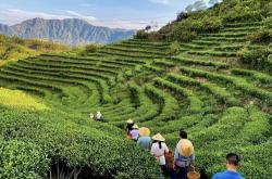 福建省哪个地方茶叶最好?