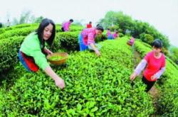 手工茶叶制作方法