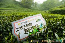 南京茶叶批发市场在哪里