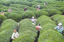 通江县特色产业