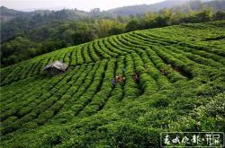 云南茶叶品种有哪些