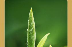 福鼎天毫茶叶公司电话