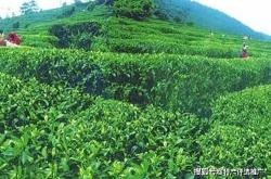 广西昭平县茶叶小甘桔产地