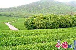 宜兴茶叶名单大全