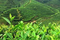 茶叶的龙头企业