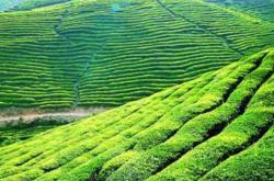 扬州茶叶最出名的