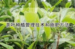 石家庄哪里卖茶叶的多
