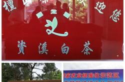 鹰潭什么茶叶出名
