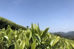 关于采购茶叶的请示