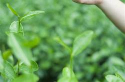 南京有种茶叶吗在哪里