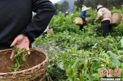 西藏茶叶公司转让信息