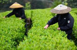 卖茶叶广告语宣传语