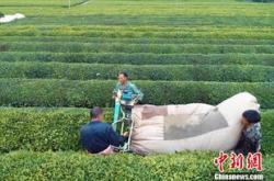 湖北采茶时间