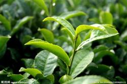 百年茶叶品牌有哪些