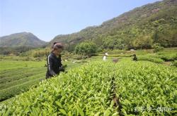 哪里能种白山茶叶树