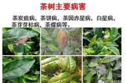 茶叶根部有哪些病害