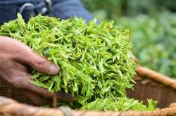 陇南毛尖茶叶