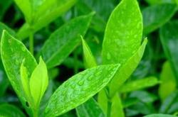 米兰可以浇茶叶水吗