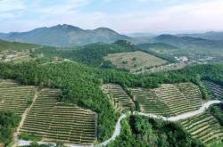 山东茶叶基地排名
