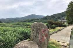 杭州产茶叶是什么山头